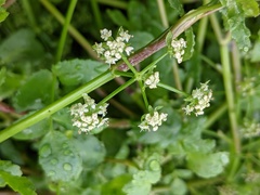 Apium nodiflorum