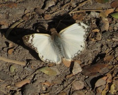 Heliopetes laviana