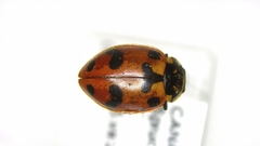 Hippodamia caseyi