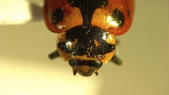 Hippodamia caseyi