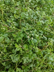 Apium nodiflorum
