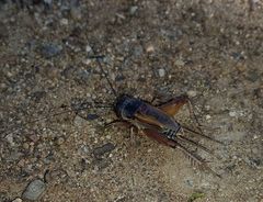 Gryllus lineaticeps