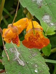 Impatiens capensis
