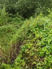 Impatiens capensis