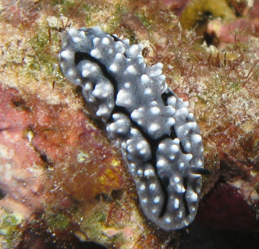 Phyllidiella granulata