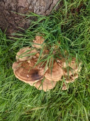 Meripilus giganteus