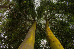 Beilschmiedia miersii