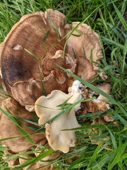 Meripilus giganteus