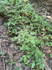 Agrimonia rostellata