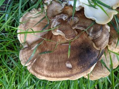 Meripilus giganteus