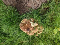 Meripilus giganteus