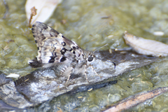 Zestusa elwesi
