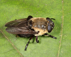 Cuterebra emasculator