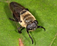 Cuterebra emasculator