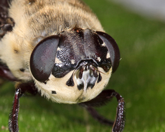 Cuterebra emasculator