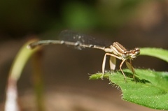 Platycnemis phyllopoda