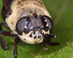 Cuterebra emasculator
