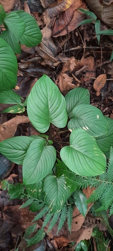 Image of Philodendron grandipes by no rights reserved