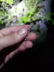 Phyllodactylus wirshingi