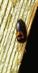 Ampedus areolatus
