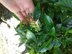 Psychotria ligustrifolia