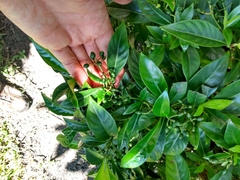 Psychotria ligustrifolia