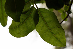 Beilschmiedia miersii