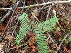Gleichenia microphylla