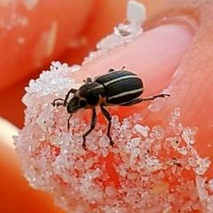 Eudiagogus