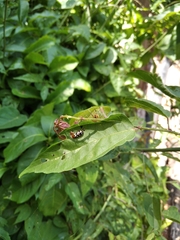 Disonycha scriptipennis