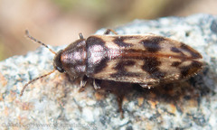 Prothalpia holmbergi