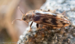 Prothalpia holmbergi