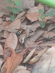 Sphecius speciosus
