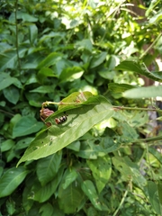 Disonycha scriptipennis