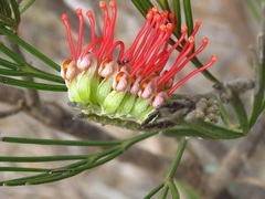 Grevillea cagiana