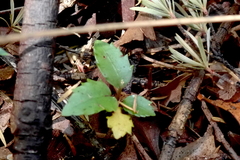 Pseudopanax arboreus