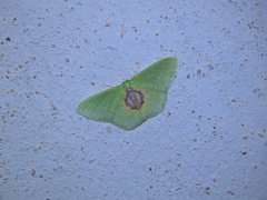 Nemoria astraea
