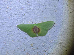 Nemoria astraea