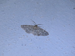 Hymenomima umbelularia
