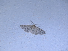 Hymenomima umbelularia
