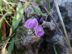 Glycine rubiginosa