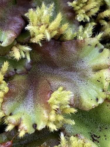 porastnica mnohotvará horská (Marchantia polymorpha montivagans)