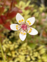 Micranthes stellaris