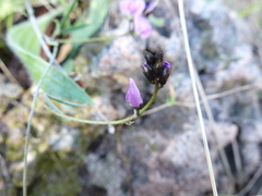 Glycine rubiginosa