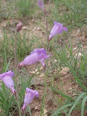 Penstemon dasyphyllus