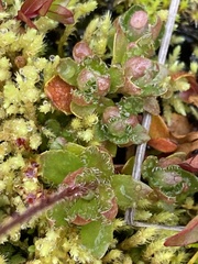 Micranthes stellaris