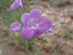 Penstemon dasyphyllus