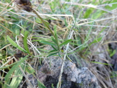 Glycine rubiginosa