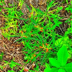 Euphorbia cyathophora