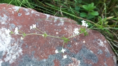 Galium uliginosum